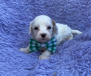 Cavapoo Puppy for sale in CAMPBELLSVILLE, KY, USA