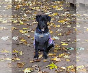Labrador Retriever-Unknown Mix Dogs for adoption in Sheboygan, WI, USA