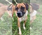 Small #12 Beagle-Mountain Cur Mix