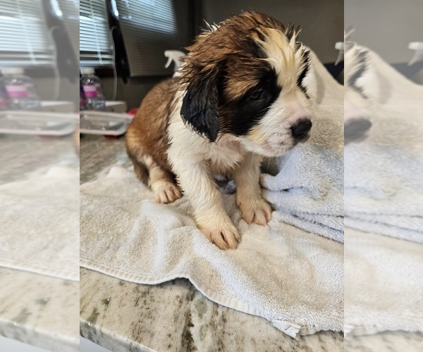 Medium Photo #1 Saint Bernard Puppy For Sale in SOMERSET, PA, USA