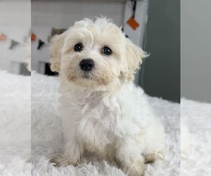 Maltipoo Puppy for Sale in INDIANAPOLIS, Indiana USA