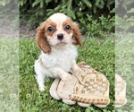 Small #2 Cavalier King Charles Spaniel