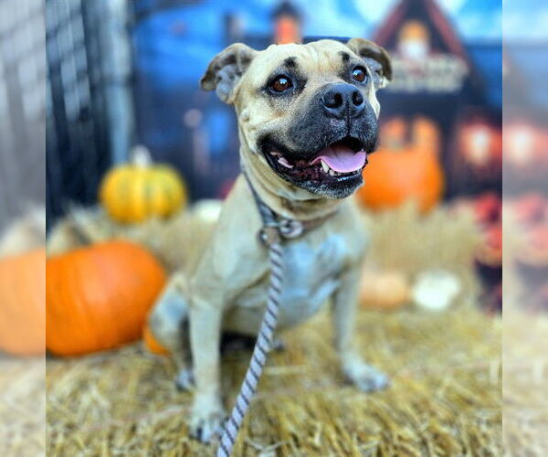 Medium Photo #1 Staffordshire Bull Terrier Puppy For Sale in Long Beach, CA, USA