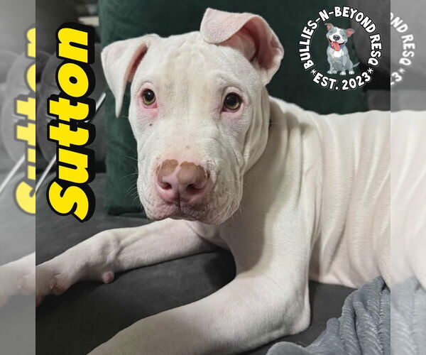 Medium Photo #25 Staffordshire Bull Terrier-Unknown Mix Puppy For Sale in Omaha, NE, USA