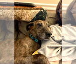 Small #2 Feist Terrier Mix