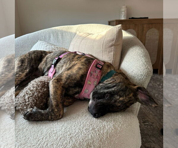 Medium Photo #3 American Pit Bull Terrier-Unknown Mix Puppy For Sale in Fargo, ND, USA