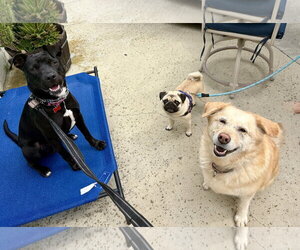 Marilynn - Female Labrador Retriever-Unknown Mix Dog for Adoption - Photo #25