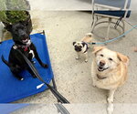 Small Photo #25 Labrador Retriever-Unknown Mix Puppy For Sale in San Diego, CA, USA