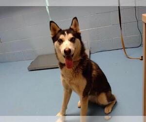 Siberian Husky Dogs for adoption in Moreno Valley, CA, USA