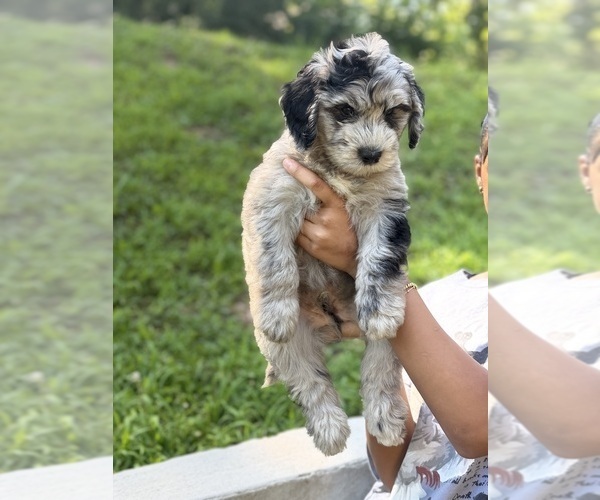 Medium Photo #5 Sheepadoodle Puppy For Sale in CLEMSON, SC, USA