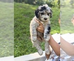 Small Photo #10 Sheepadoodle Puppy For Sale in CLEMSON, SC, USA