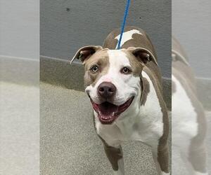 Mutt Dogs for adoption in Las Vegas, NV, USA