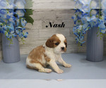 Small #4 Cavalier King Charles Spaniel