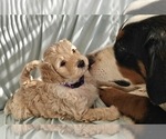 Puppy Puppy 7 Vixon Bernedoodle