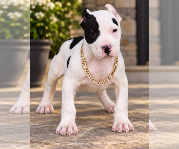 Medium Photo #1 American Bully Puppy For Sale in CHAMPAIGN, IL, USA