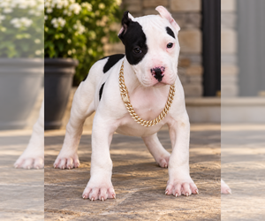 Medium American Bully