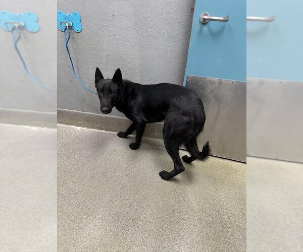 Medium Photo #1 Mutt Puppy For Sale in Las Vegas, NV, USA