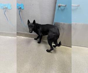 Mutt Dogs for adoption in Las Vegas, NV, USA