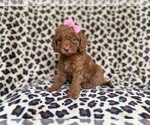 Small Cockapoo (Miniature)