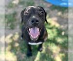 Small #2 German Shepherd Dog Mix