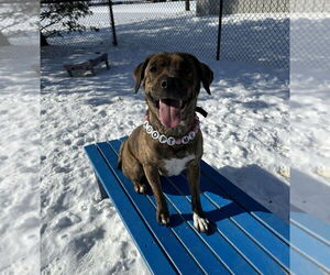 Boxer Mix Dog for Adoption in Evansville, Indiana USA