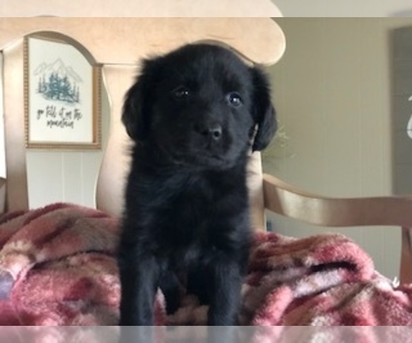 Medium Photo #2 Cocker Spaniel-Flat Coated Retriever Mix Puppy For Sale in CONVERSE, IN, USA