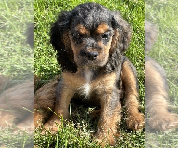 Medium Photo #11 Cocker Spaniel Puppy For Sale in ATHENS, WI, USA