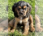 Small #10 Cocker Spaniel