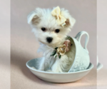 Small #15 Maltese