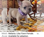 Puppy Melania French Bulldog