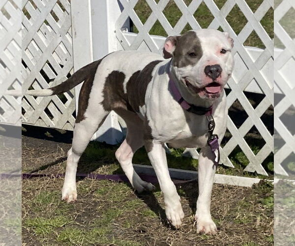 Medium Photo #5 American Pit Bull Terrier-Unknown Mix Puppy For Sale in Virginia Beach, VA, USA