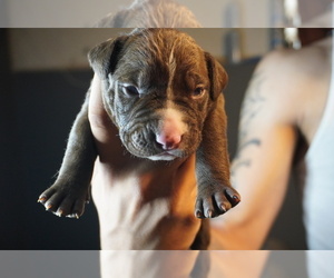 American Pit Bull Terrier Puppy for Sale in ROCHESTER, New York USA