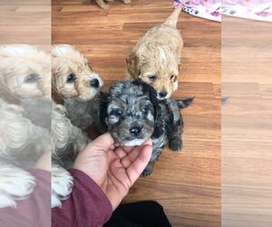 Cavapoo Puppy for sale in CLIFTON, NJ, USA