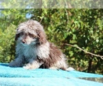 Small #7 ShihPoo