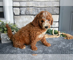 Small #2 Goldendoodle (Miniature)