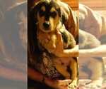 Small Photo #10 Golden Labrador Puppy For Sale in IDAHO SPRINGS, CO, USA