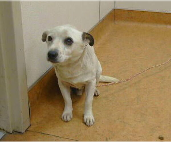 Medium Photo #1 Chihuahua-Parson Russell Terrier Mix Puppy For Sale in Sacramento, CA, USA