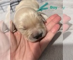 Puppy Dark Teal Golden Retriever