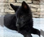 Small Photo #10 German Shepherd Dog Puppy For Sale in LENOIR, NC, USA