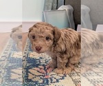 Small Photo #18 Aussie-Poo Puppy For Sale in CICERO, NY, USA