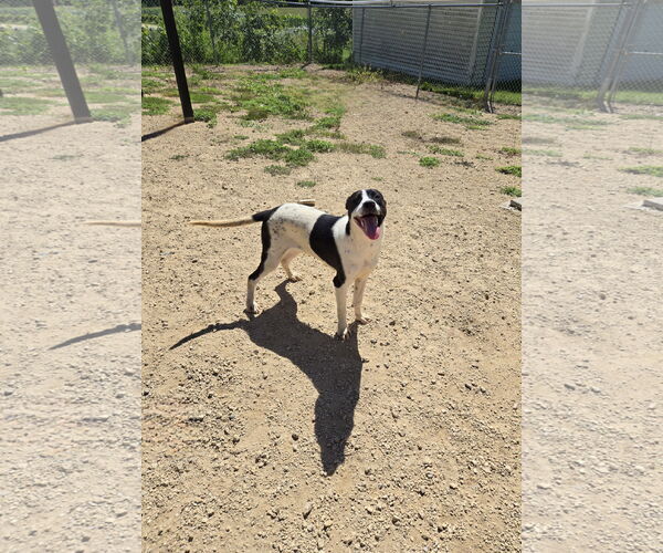 Medium Photo #1 Mutt Puppy For Sale in Maquoketa, IA, USA