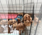 Small #1 Goldendoodle