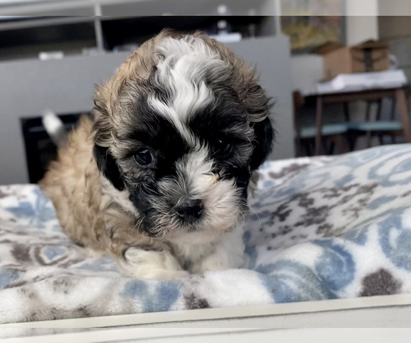 Medium Photo #8 Zuchon Puppy For Sale in GALENA, NV, USA
