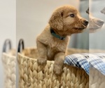 Puppy Light Blue Boy Golden Retriever