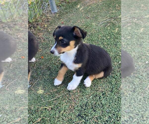 Medium Photo #4 Aussie-Corgi Puppy For Sale in BRIGGSDALE, CO, USA