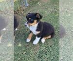 Small #3 Aussie-Corgi