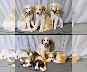Saint Berdoodle Puppy for sale in EARLY, TX, USA