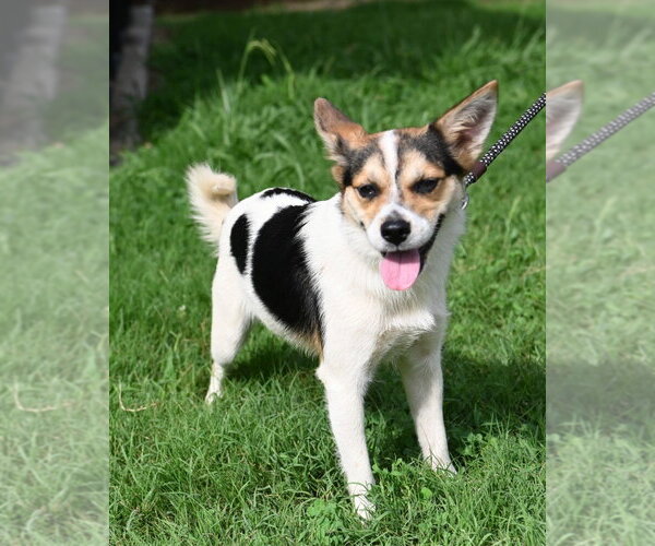 Medium Photo #2 Mutt Puppy For Sale in Glen Allen, VA, USA