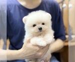 Small #7 Pomeranian