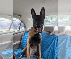 Mutt Dogs for adoption in Imlay City, MI, USA